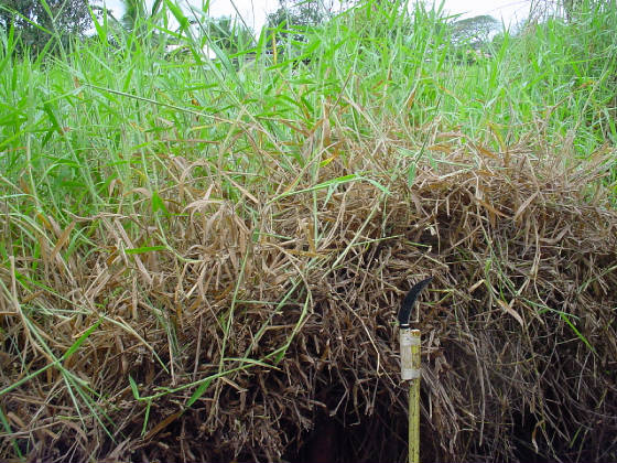 swamp4-cagrasssmothertop.jpg